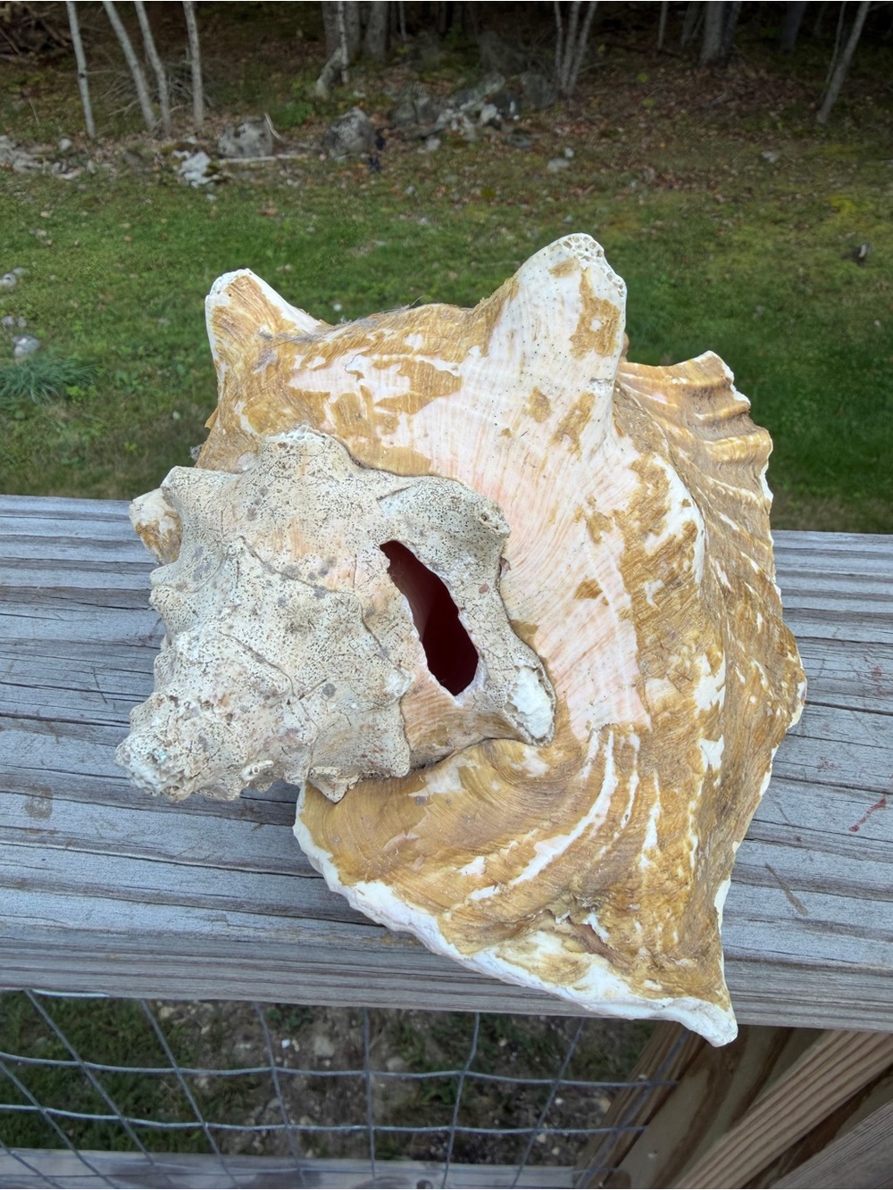 Queen Conch SeaShell - Picture 9 of 12